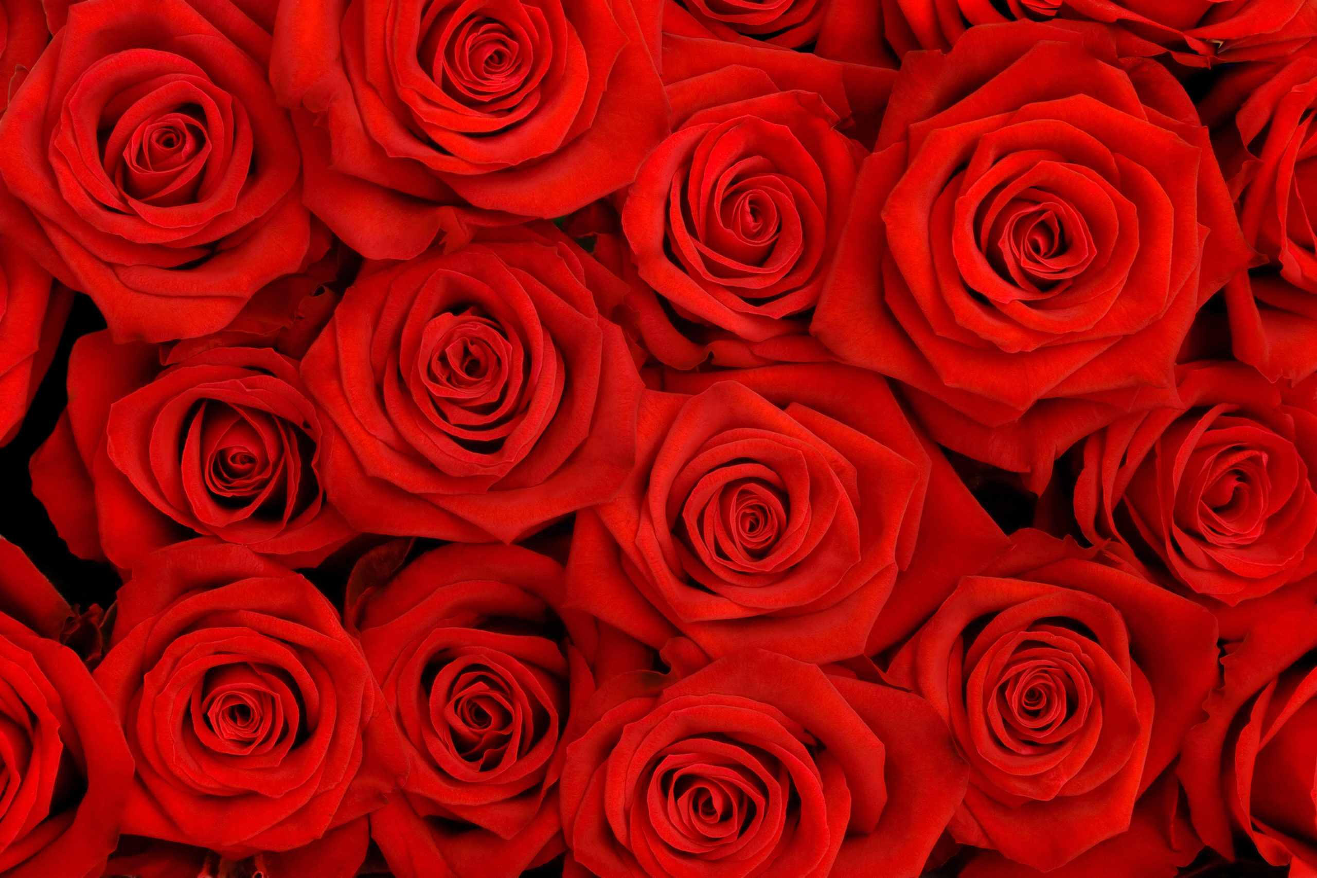 Dusver bijvoeglijk naamwoord katoen Rode rozen – Suzan's Bloemen Theater
